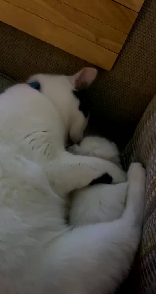 British Shorthair cats for sale: 2 loving beautiful cats  - Video 1