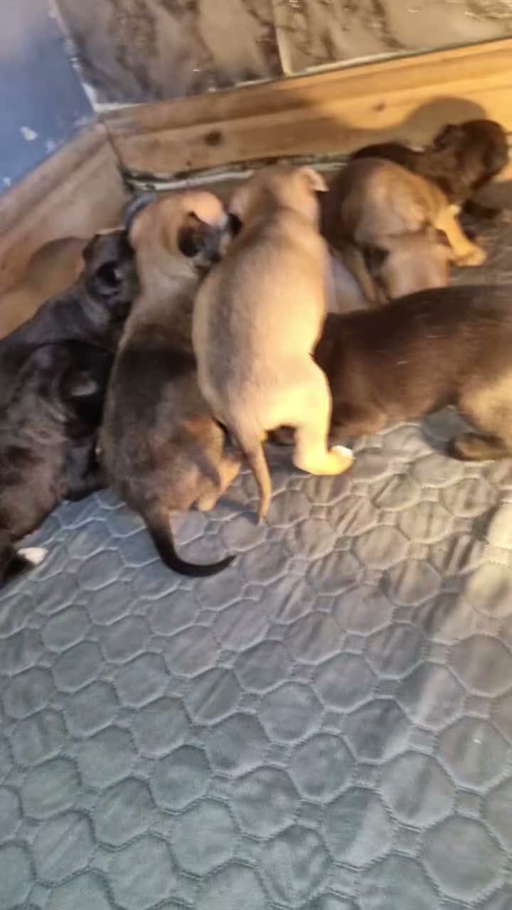 Mixed Breed dogs for sale: Stunning mixed liter of Belgiu malis x staff pups  - Video 1