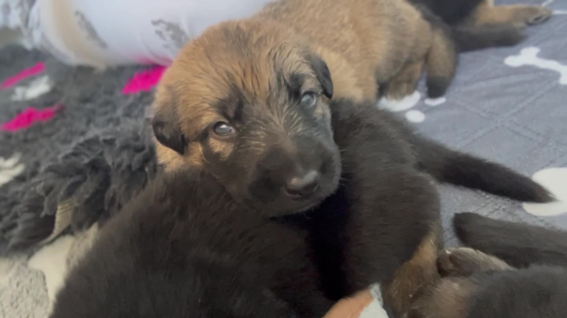 German Shepherd dogs for sale: READY GERMAN SHEPHERD PUPPIES 😍 - Video 2