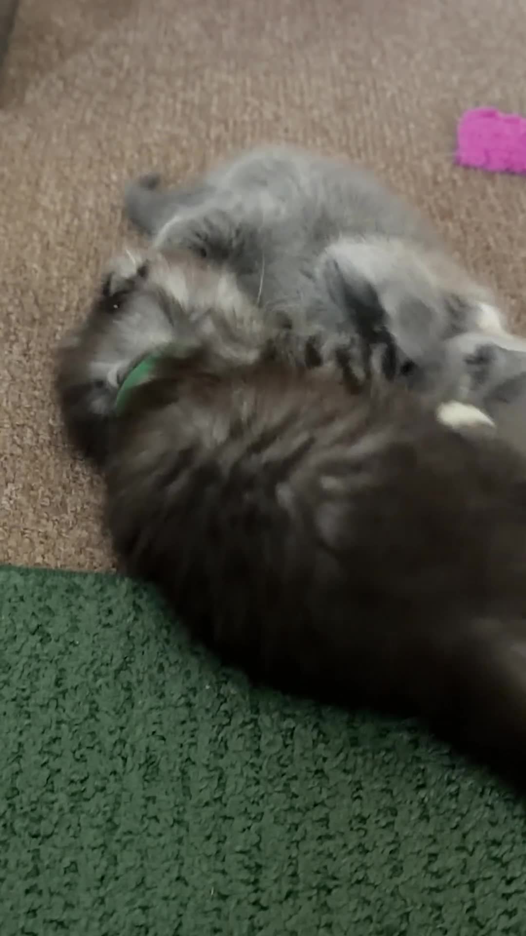 Mixed Breed cats for sale: GORGEOUS British Shorthair& ScottishFold Kittens - Video 2