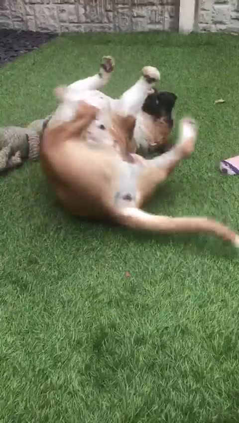 American Bulldog dogs for sale: American bulldog girl - Video 1