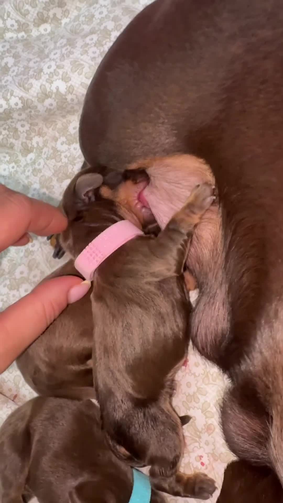 Miniature Dachshund dogs for sale: Miniature dachshund pups for sale 2 boys 1 girl  - Video 1