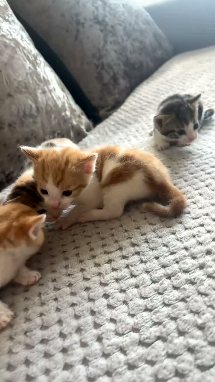 Domestic Shorthair cats for sale: Domestic Shorthair kittens - Video 4