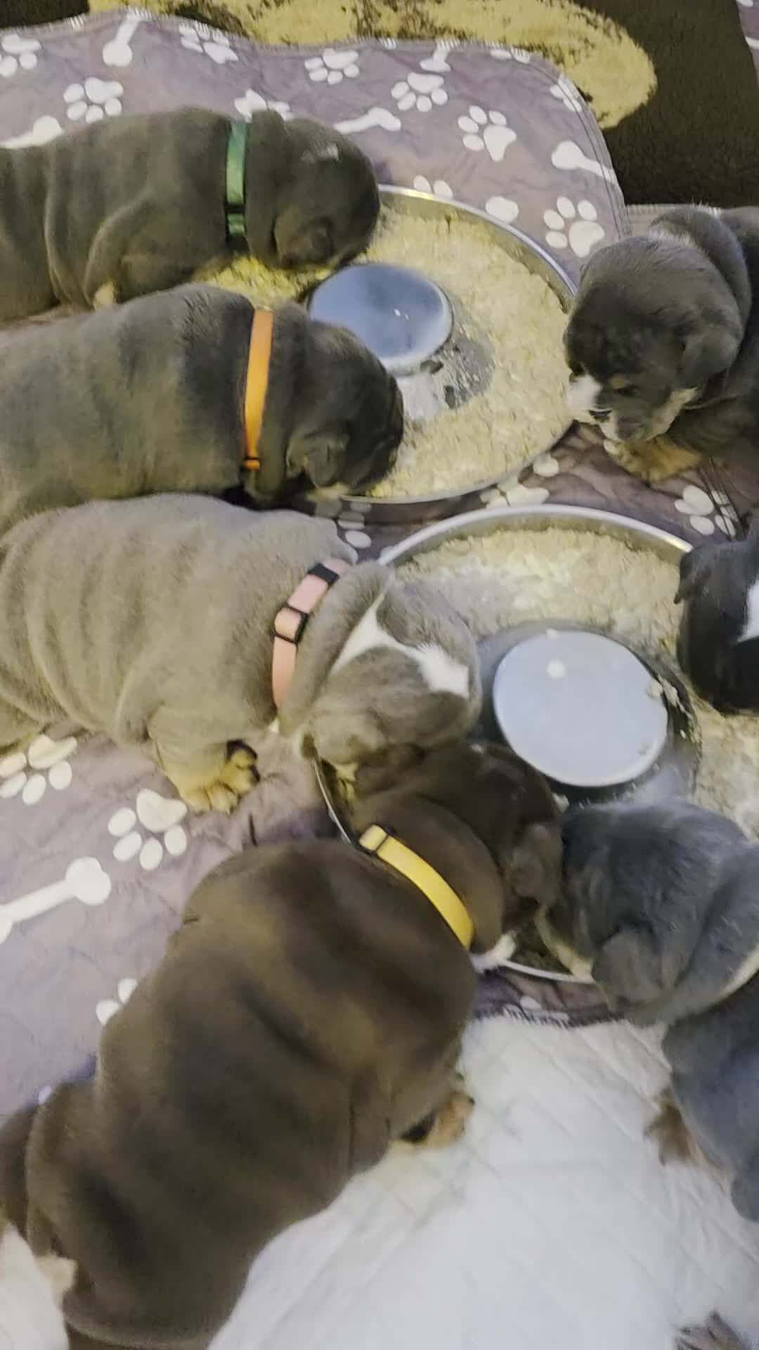 English Bulldog dogs for sale: Litter of 7 English Bulldogs - Video 1