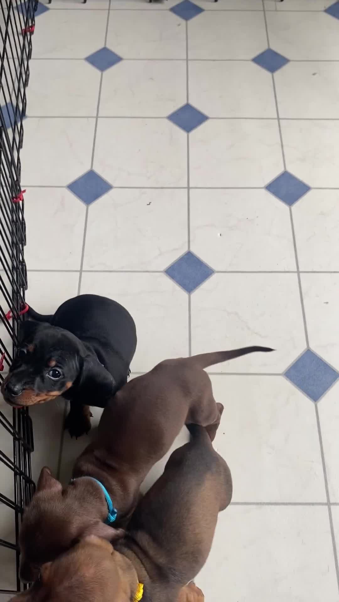 Miniature Dachshund dogs for sale: Miniature dachshund 3 boys 5 girls - Video 1