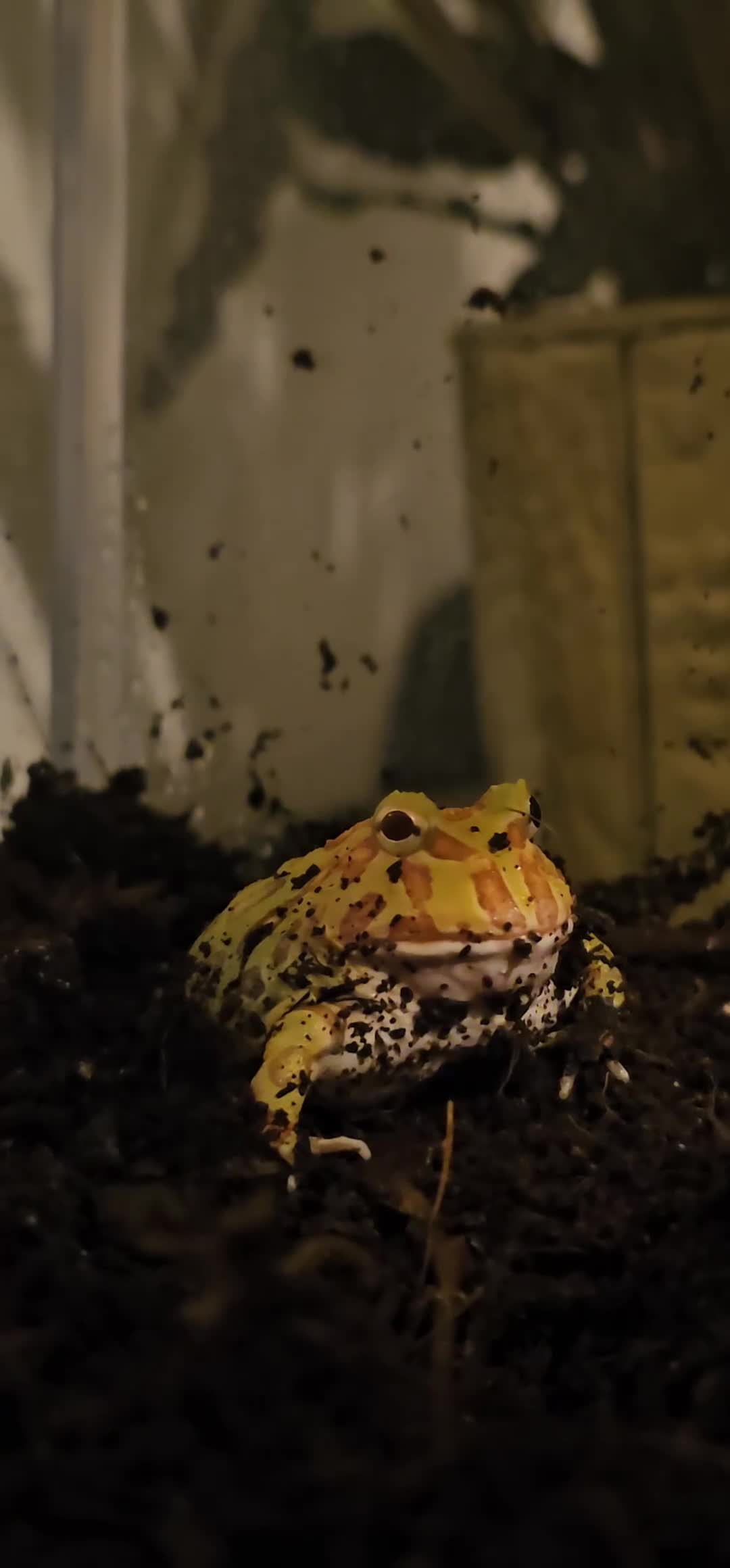 Frog reptiles for sale: Pac-man frog with tank - Video 2