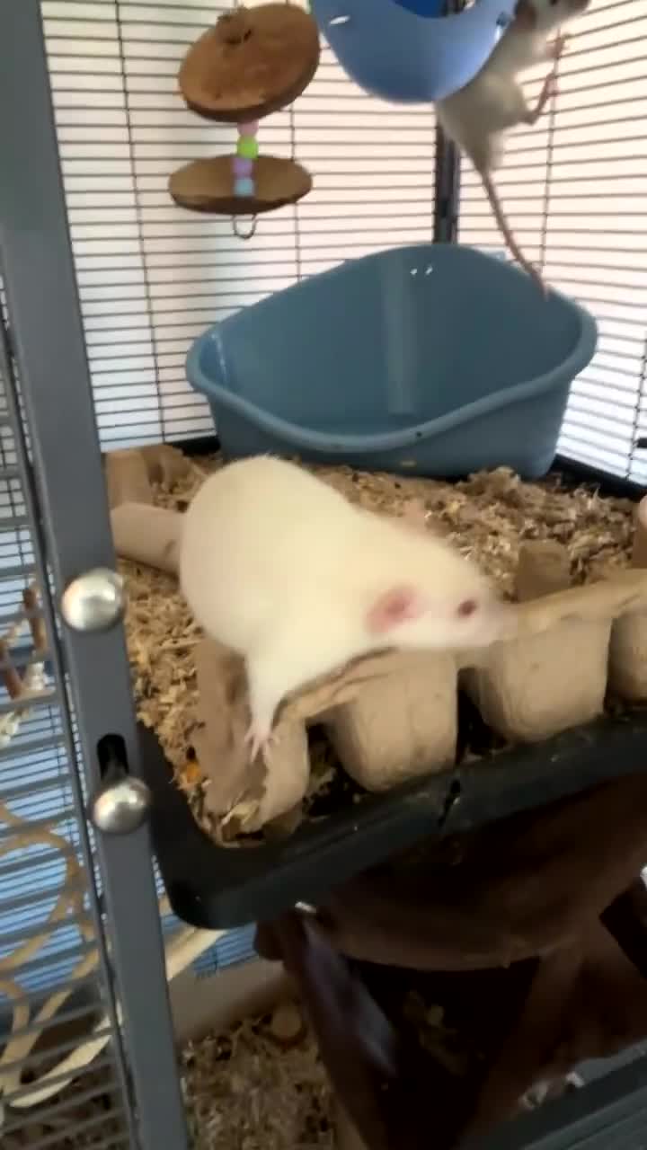 Rat rodents for sale: 4 male rats for sale - Video 2