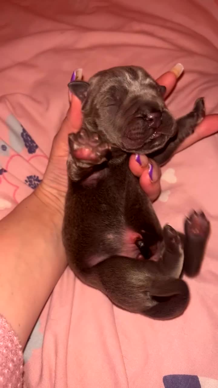 Cane Corso dogs for sale: Abkc registered cane corso pups - Video 2