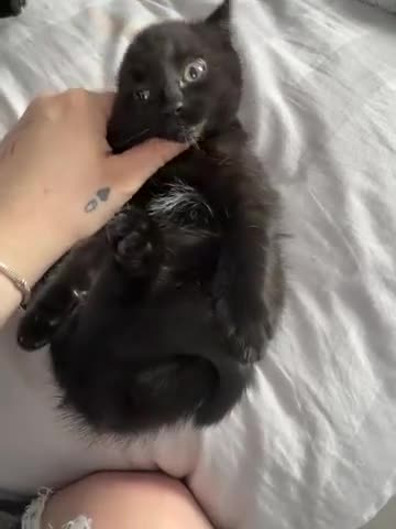 Mixed Breed cats for sale: 6 beautiful Persian Russian Blue mix tabby kittens - Video 1