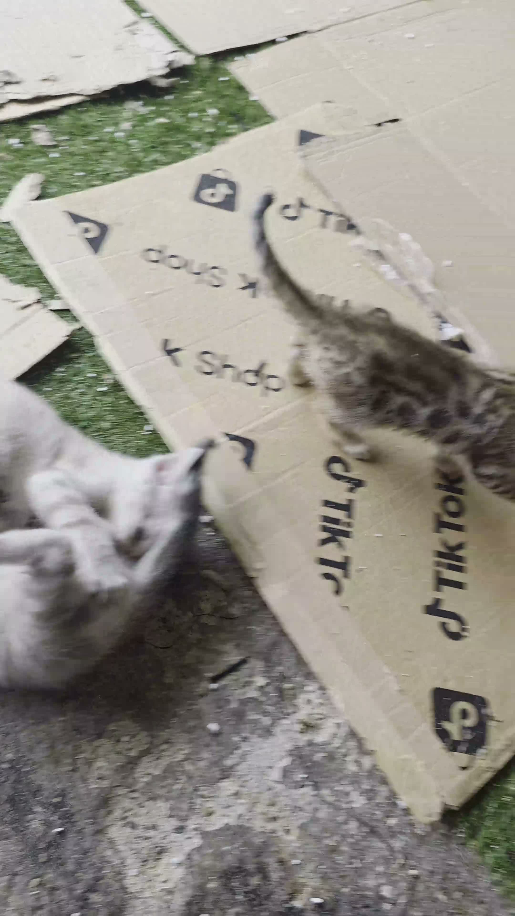 Bengal cats for sale: PURE BRED BENGAL KITTENS - Video 1