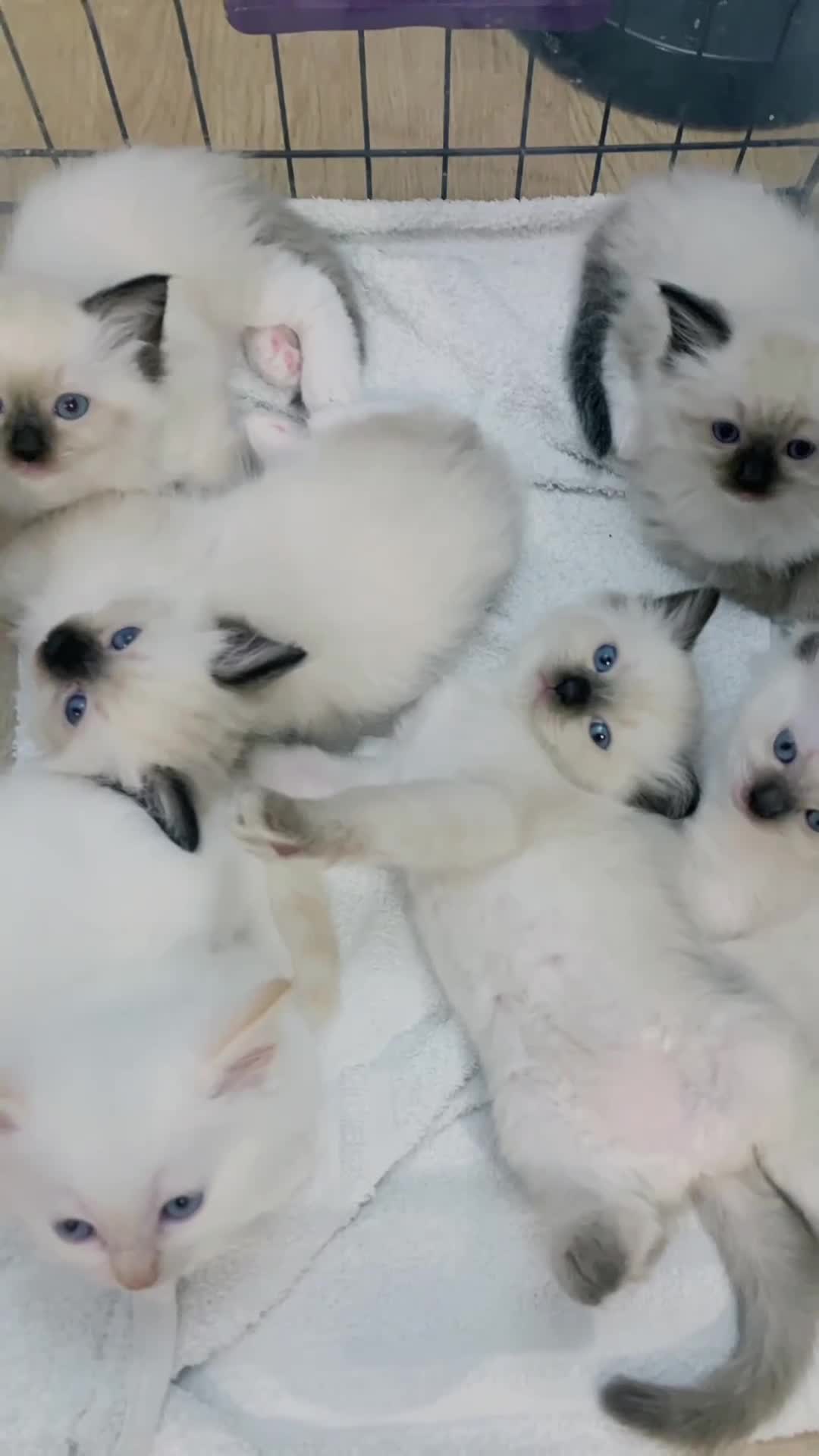 Ragdoll cats for sale: 🐾 Six Adorable Purebred Ragdoll Kittens 🐾 - Video 1