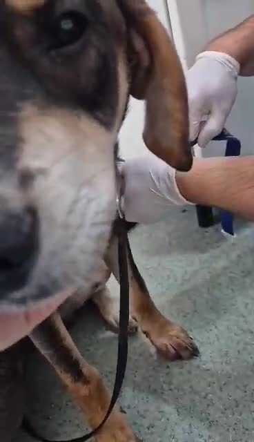 Mixed Breed dogs for adoption: Hound mix sweet Archie for adoption  - Video 2