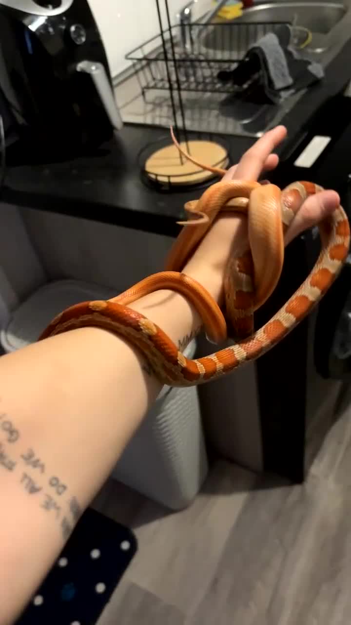Corn Snake reptiles for sale: Two corn snakes - Video 1