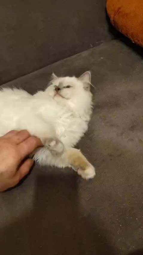 Ragdoll cats for sale: GCCF Registered Kittens*Ready to go*ONE BOY LEF* - Video 2