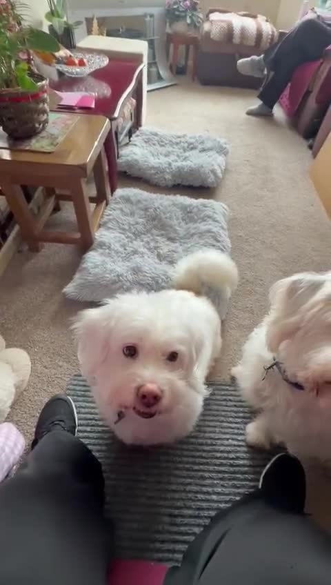 Mixed Breed dogs for adoption: Logan and Buddy 6 year old Fluff balls in Watford - Video 1