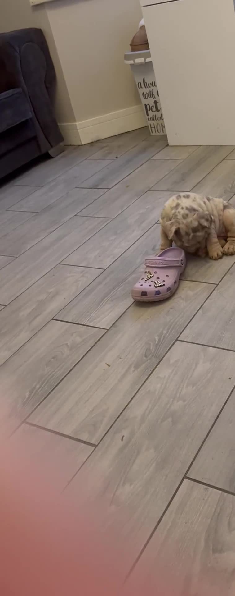 English Bulldog dogs for sale: Bettie & 007 babies short compact   - Video 3