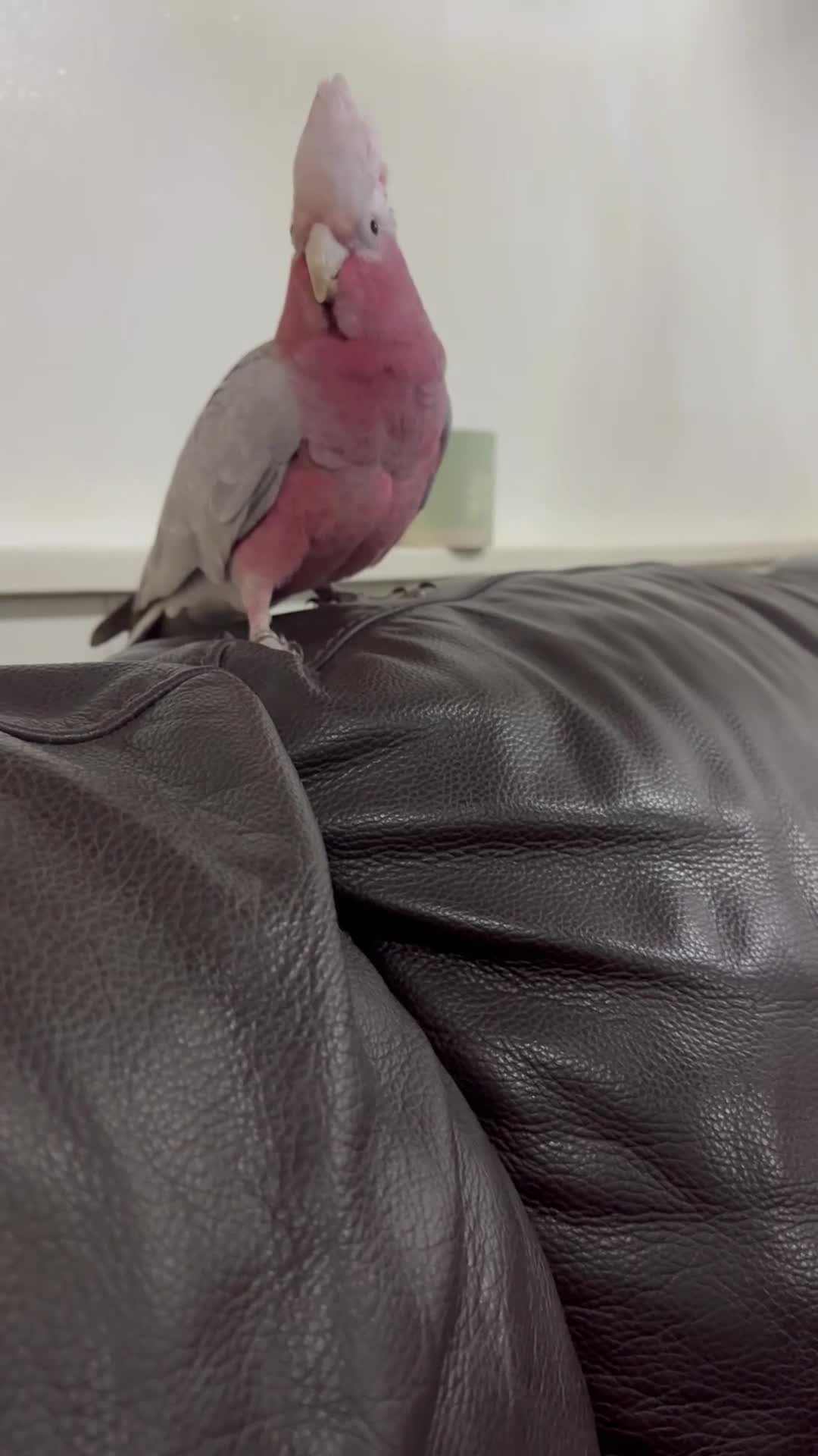 Cockatoo birds for sale: Galah cockatoo hand reared baby with full set up  - Video 1