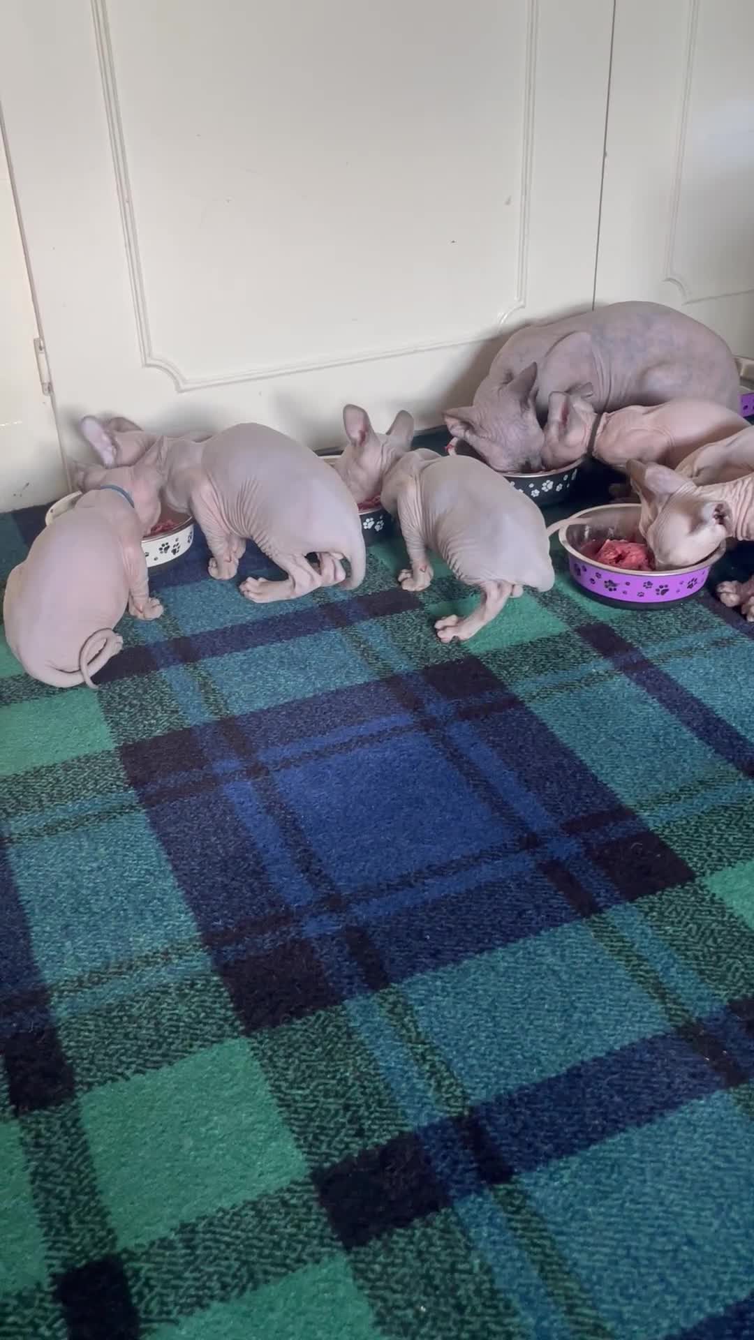 Sphynx cats for sale: Pedigree Sphynx kittens LAST BOY READY NOW - Video 1