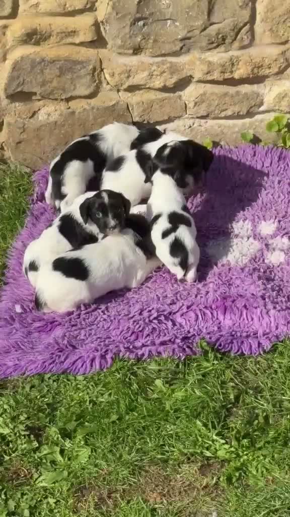 English Springer Spaniel dogs for sale: B/W PLAYFUL LITTER SPRINGER SPANIELS,HEALTH TESTED - Video 1