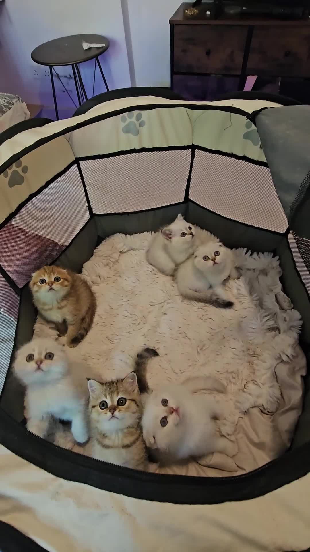 Scottish Fold cats for sale: Tica full pedigree scottish fold kittens london  - Video 1
