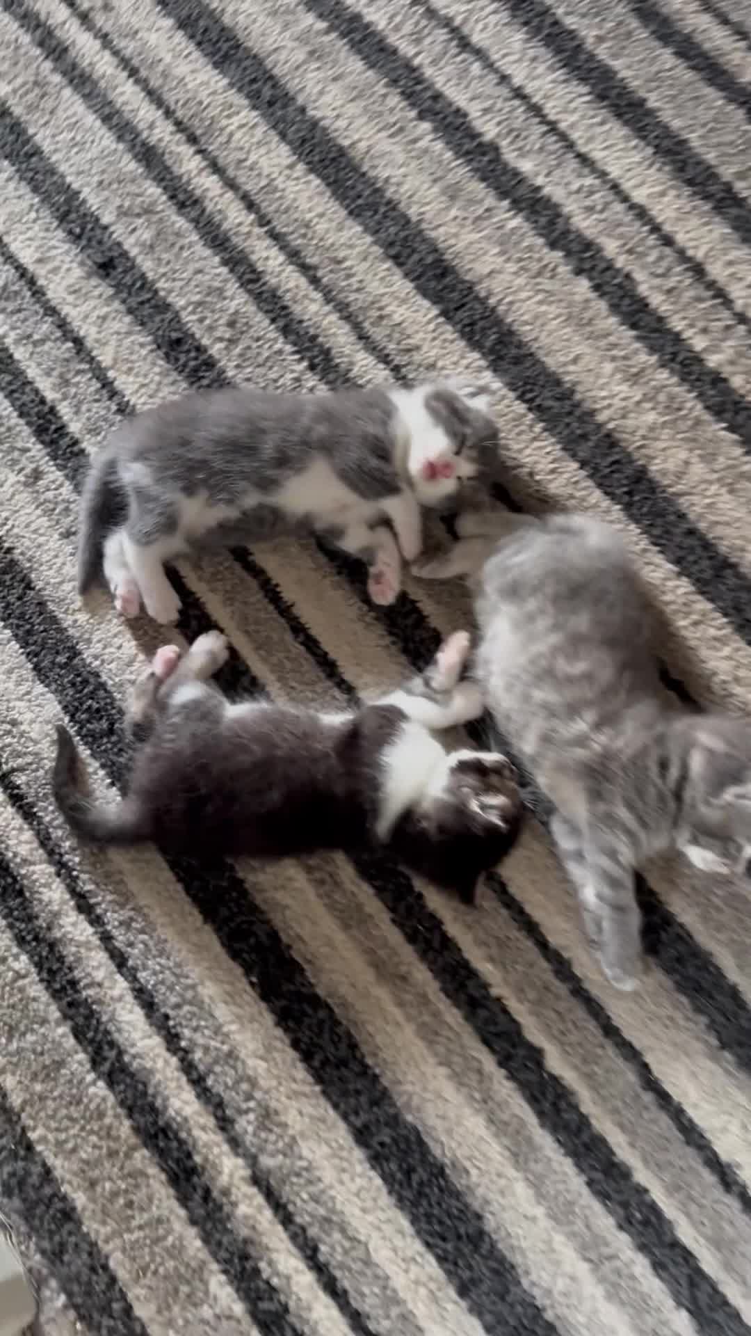 Mixed Breed cats for sale: Two lovely boys - Video 1