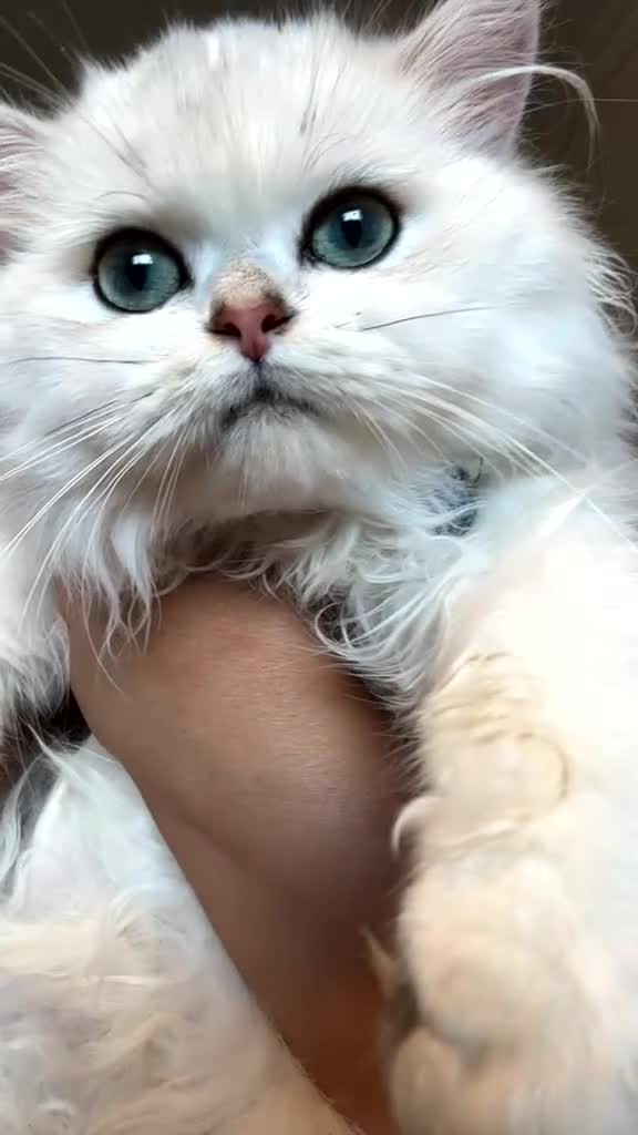 British Longhair cats for sale: Purebred BSL – Looking for Her Forever Home 🐾 - Video 1