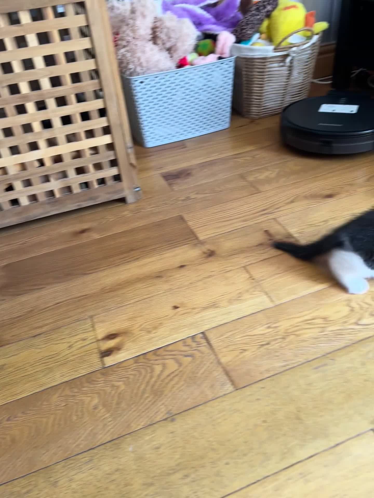 Mixed Breed cats for sale: 3 girl kittens for sale  - Video 1