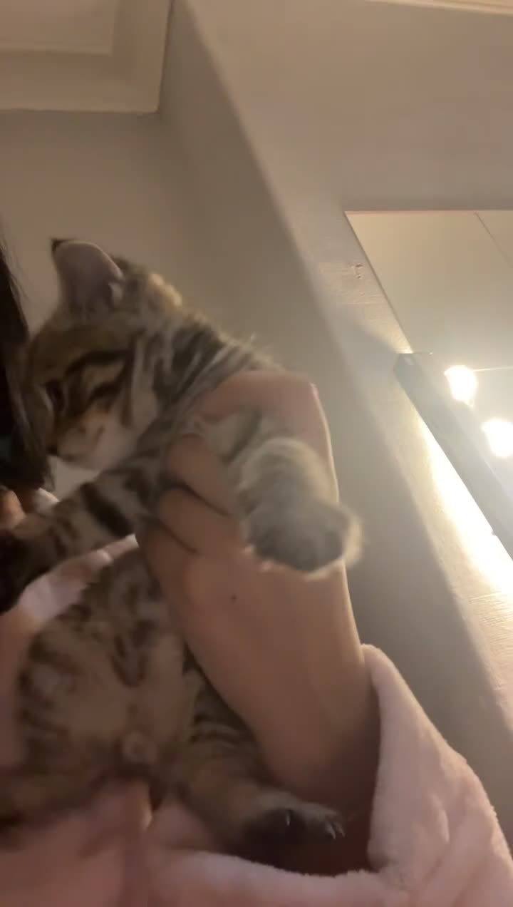 Mixed Breed cats for sale: 4 mixed babies for sale  - Video 5