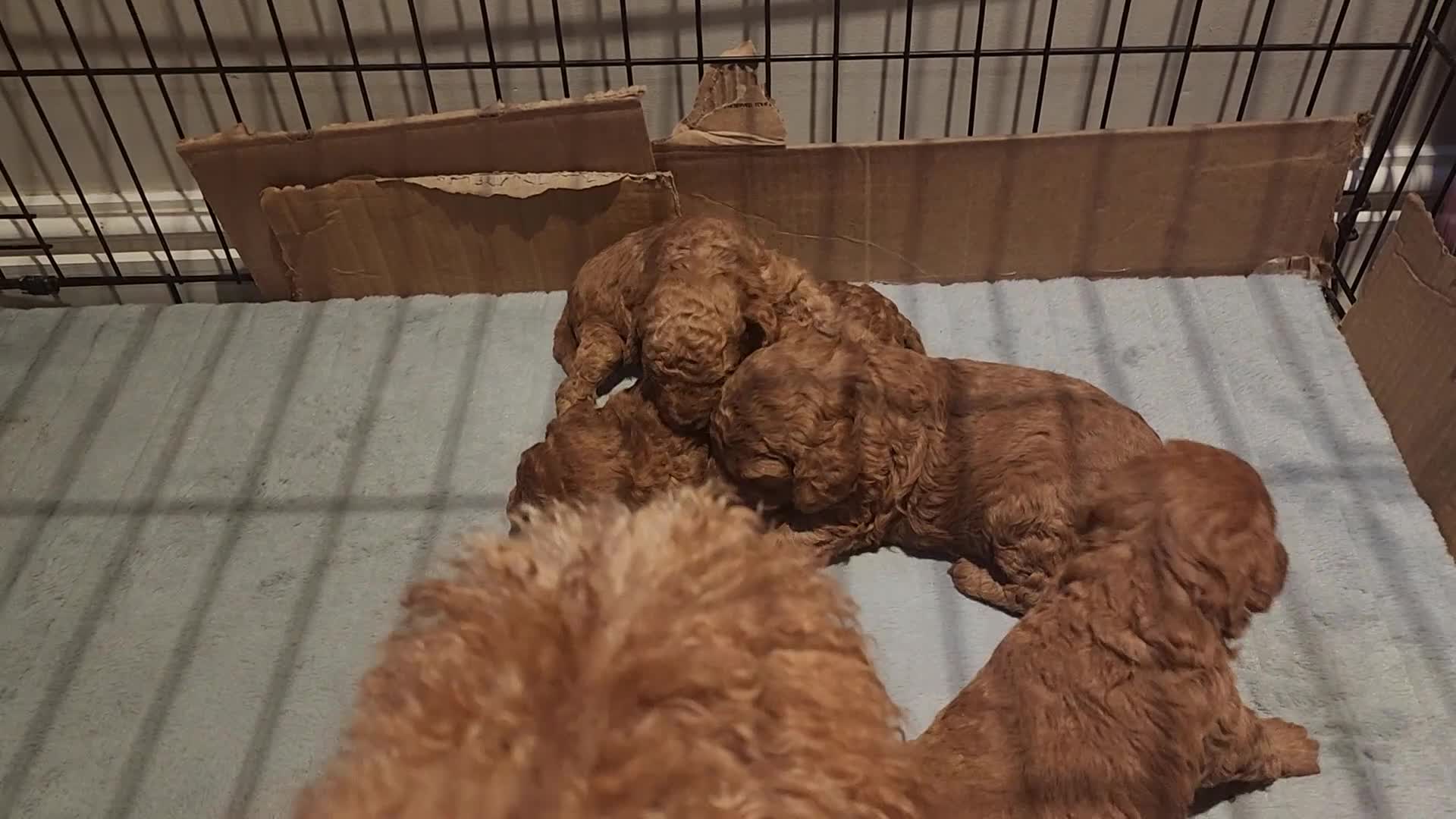 Labradoodle dogs for sale: 🐾 Beautiful F2b Mini Labradoodle Puppies  - Video 1