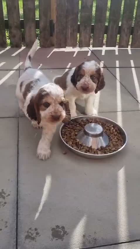 Cocker Spaniel dogs for sale: LAST 2 BOYS show x working cocker spaniels in North Shields - Video 1