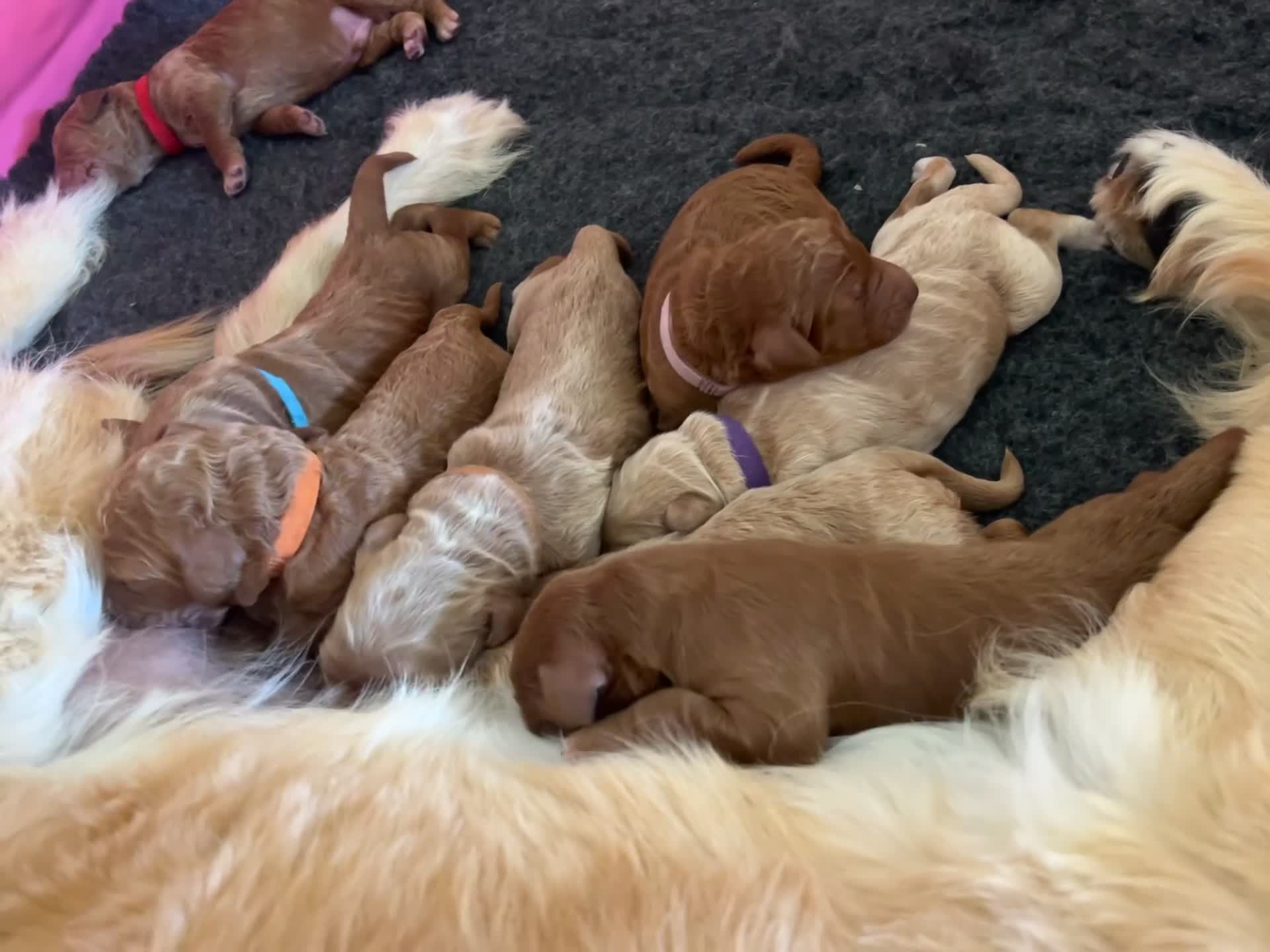 Goldendoodle dogs for sale: 🌟F1B Standard Goldendoodle Puppies in Merthyr Tydfil - Video 1