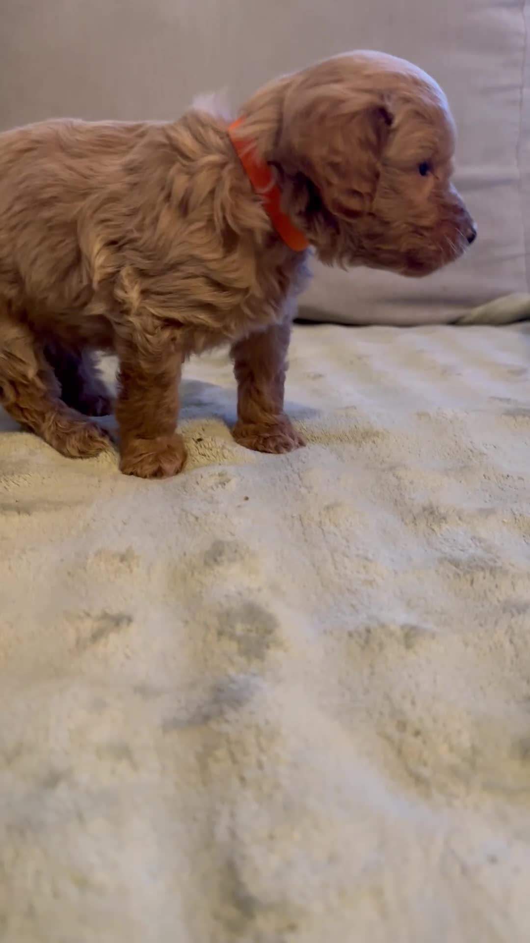Mixed Breed dogs for sale: *last few remaining* F1B miniature Goldendoodle - Video 5