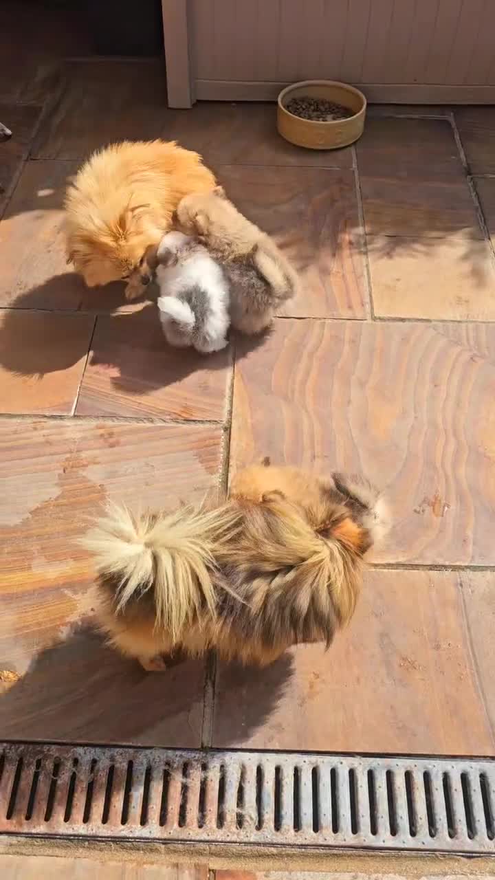 Pomeranian dogs for sale: Waaaaw #SUPERB #POMERANIAN's - Video 3
