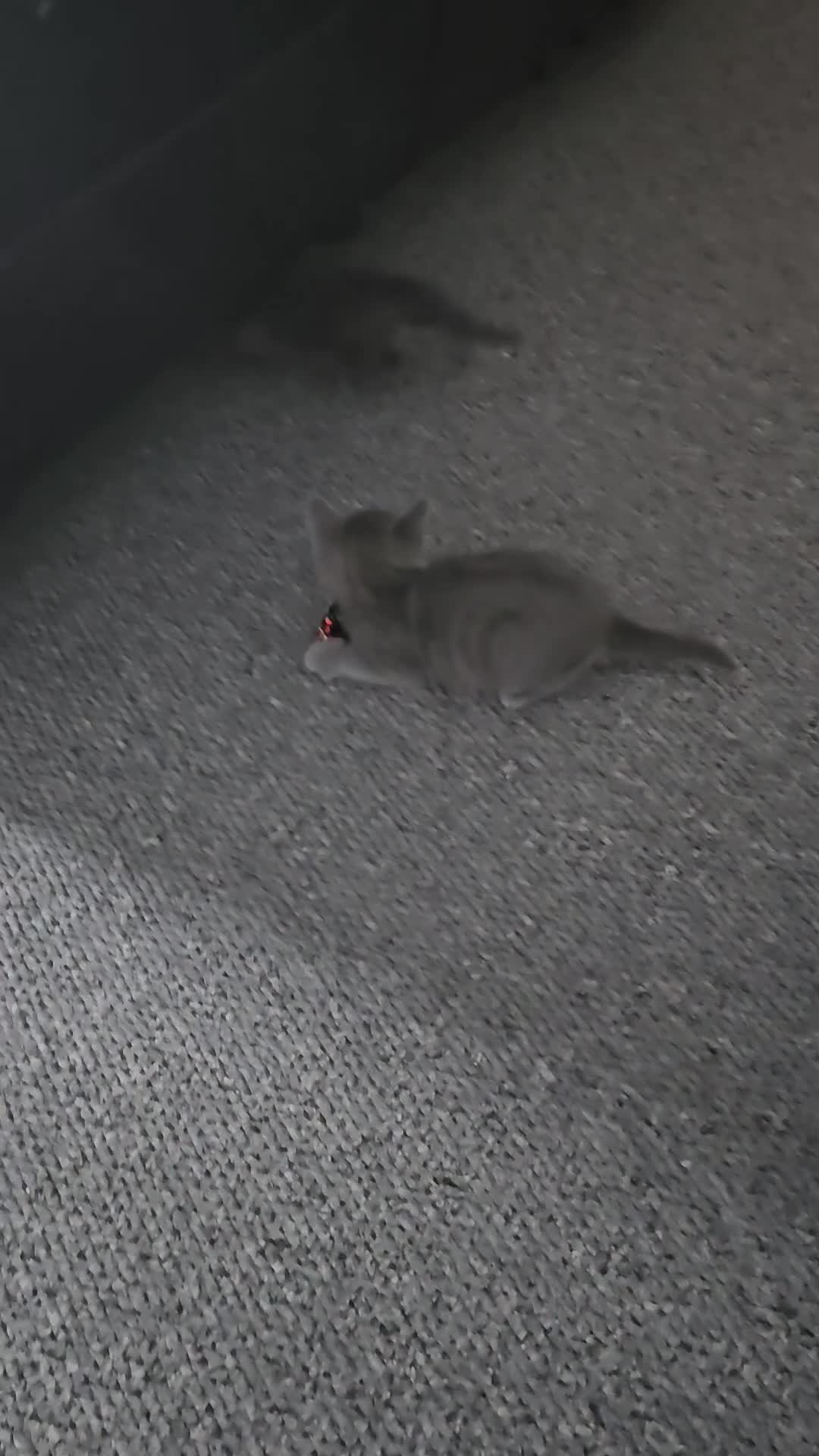 Russian Blue cats for sale: 1 Russian Blue kitten available - Video 2