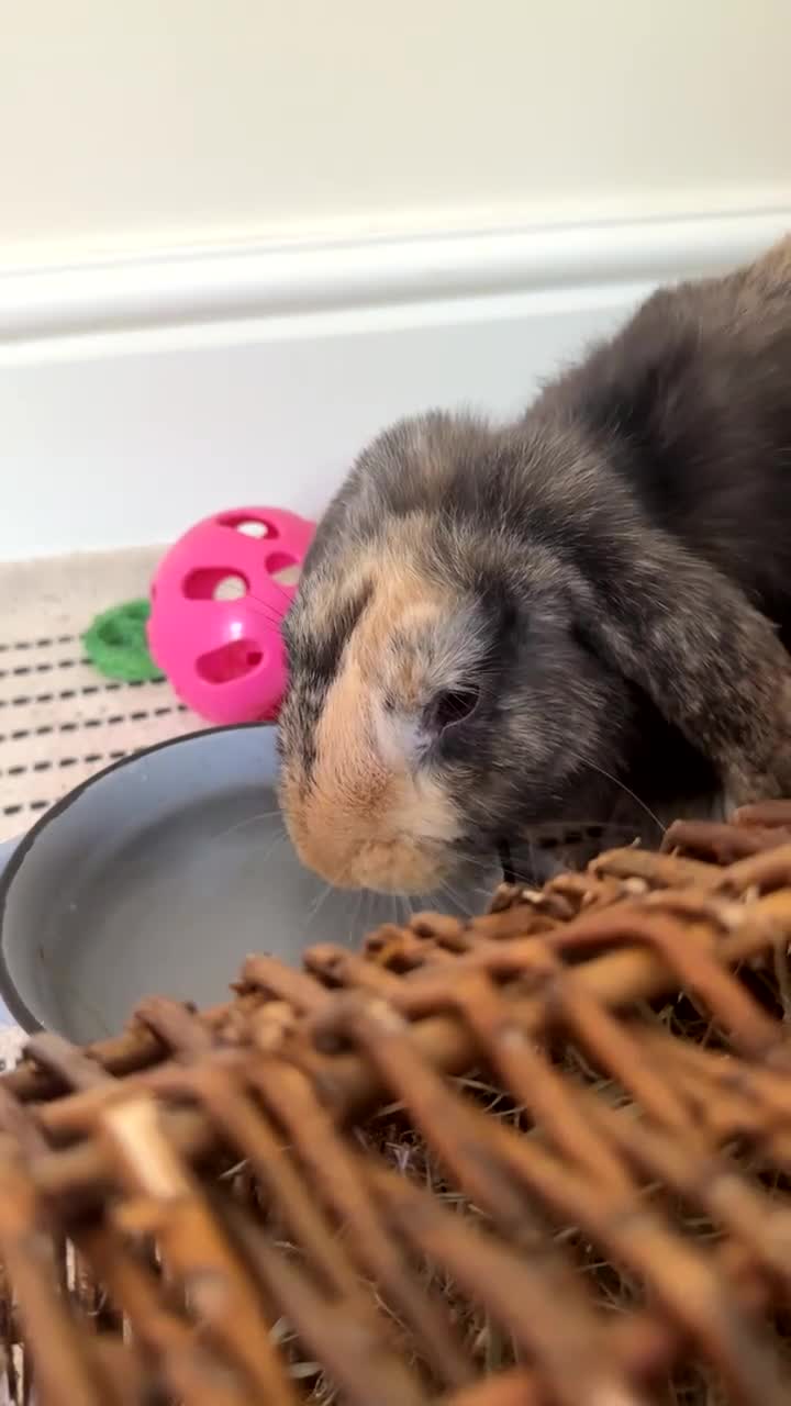 Mini Lop rabbits for sale: Female and male bonded rabbits for sale - Video 1