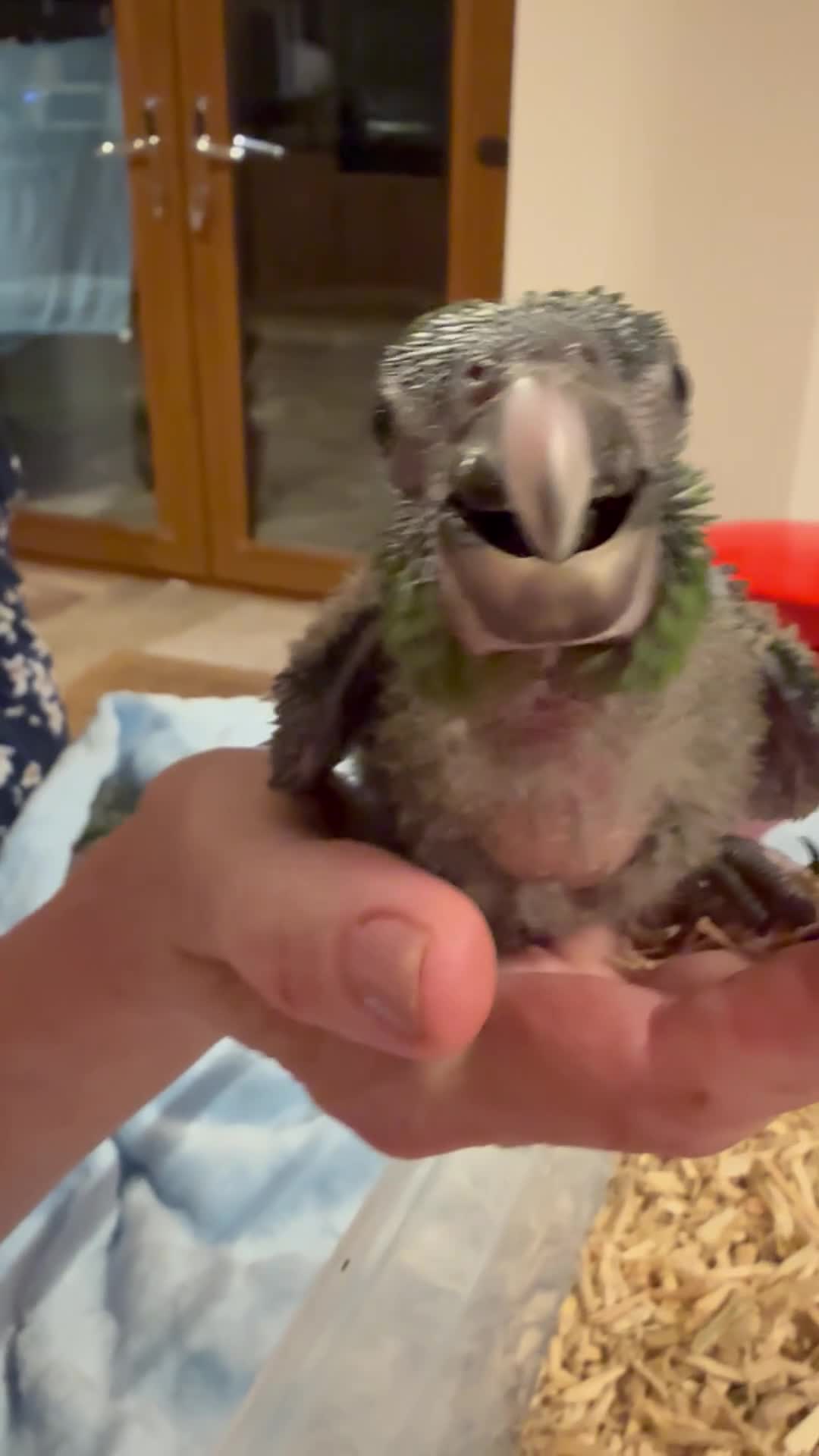 Macaws birds for sale: Hand reared silly tame hahns macaw  - Video 1