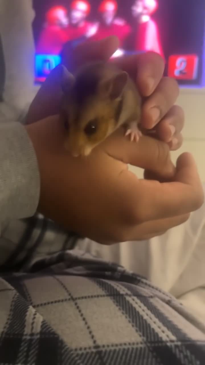 Hamster rodents for sale: Female Syrian hamster  in Potters Bar - Video 1
