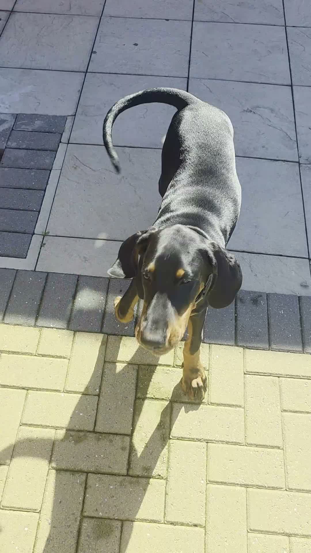 Dobermann dogs for sale: 17 week old male doberman - Video 1