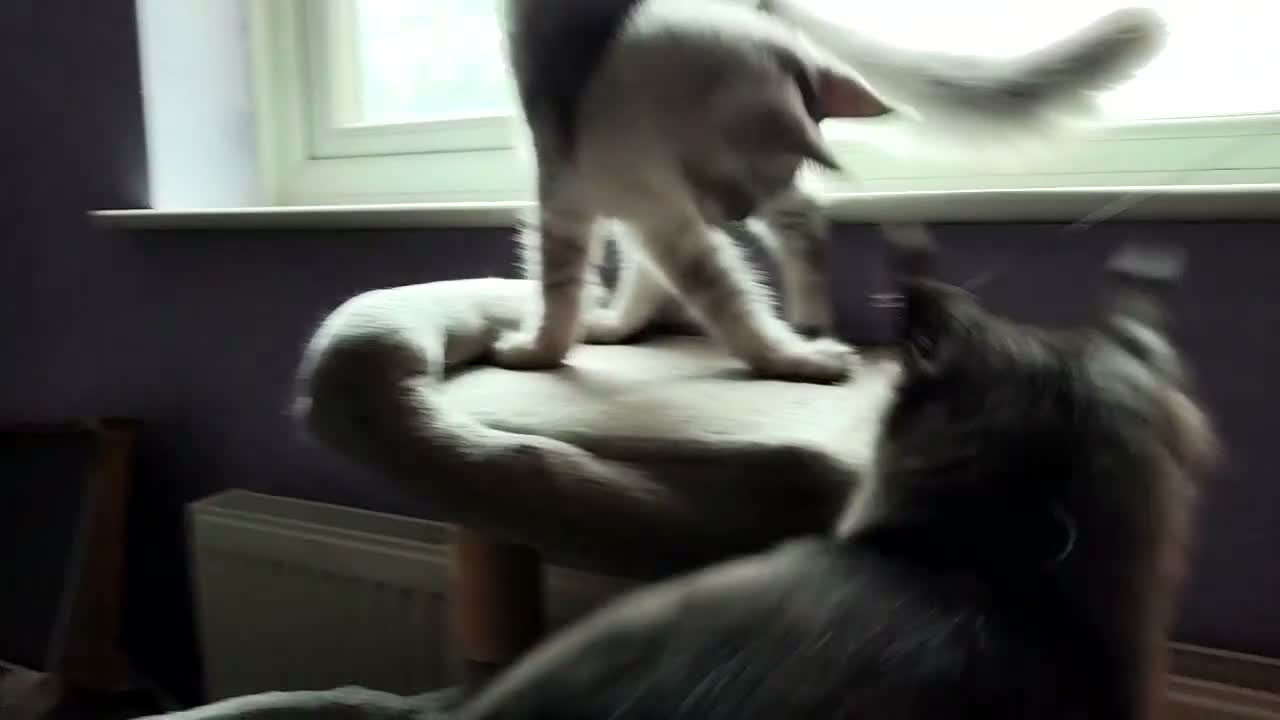Maine Coon cats for sale: Lovely maine coon kittens - Video 1