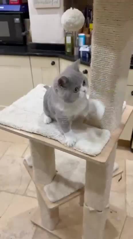 British Shorthair cats for sale: Full Pedigree Registered BSH  - Video 1