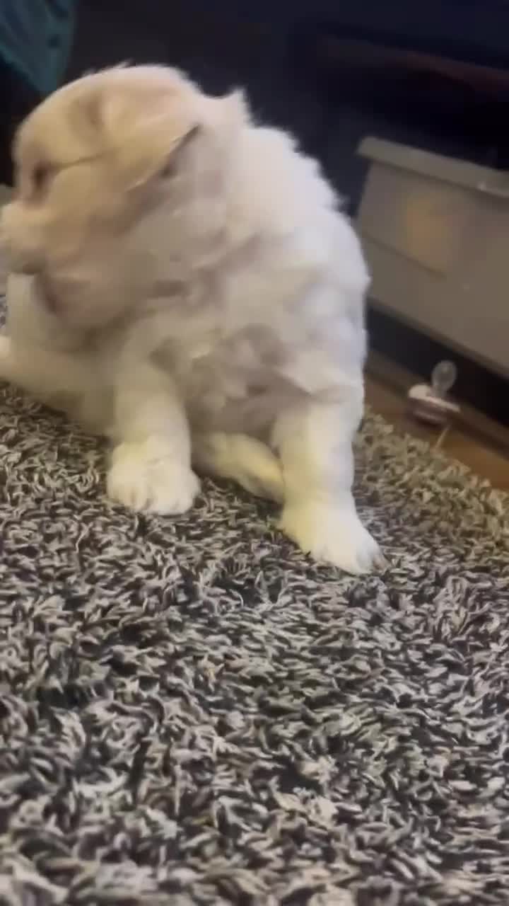 Bichon Frise dogs for sale: Bicchon malteze - Video 1