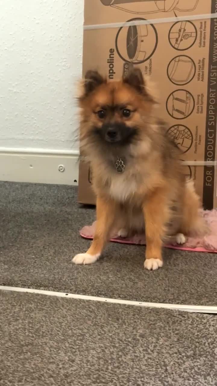 Pomeranian dogs for sale: Two Adorable Pomeranian Boys Still Available!  - Video 4