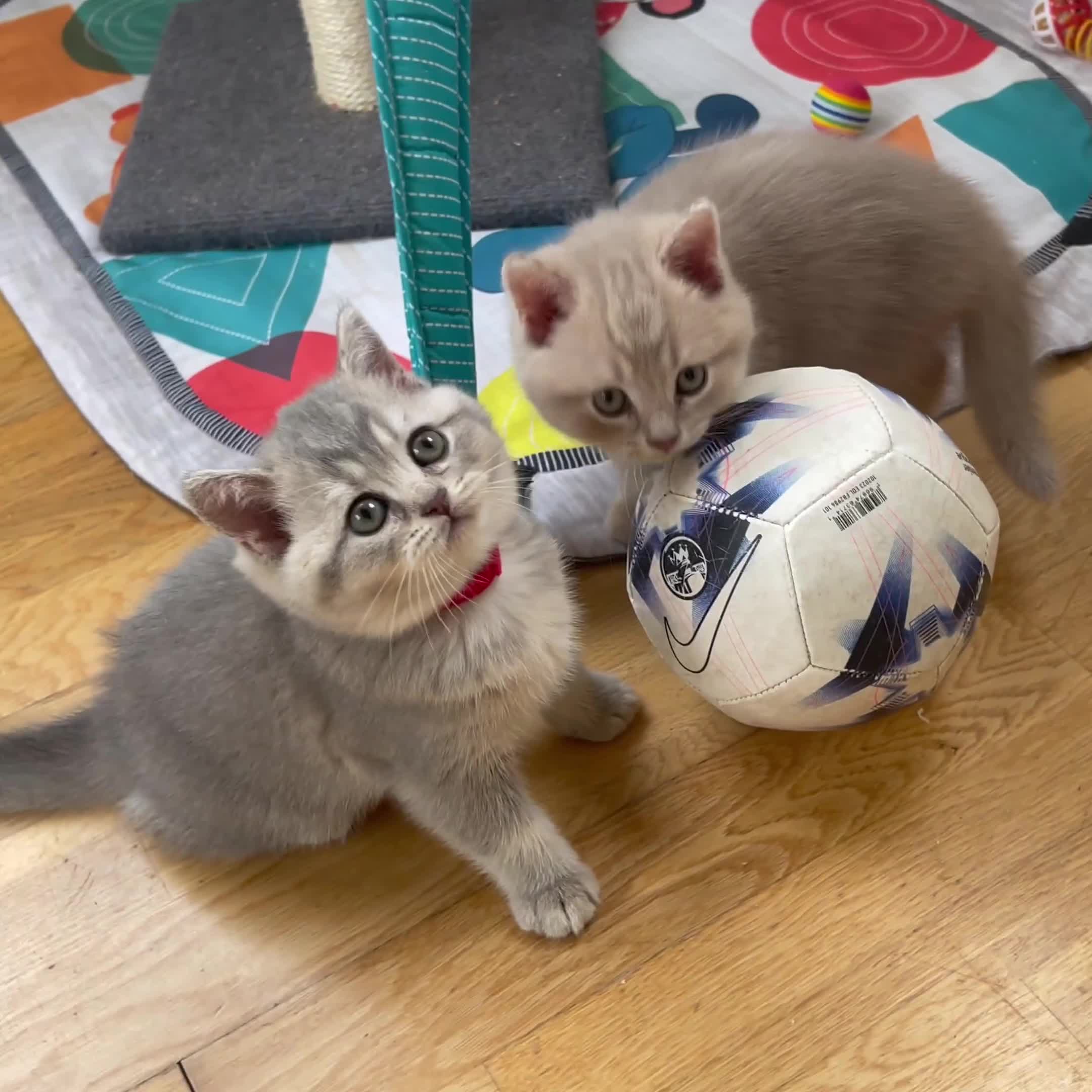 British Shorthair cats for sale: GCCF British Shorthair Kittens– Champion Lines - Video 1