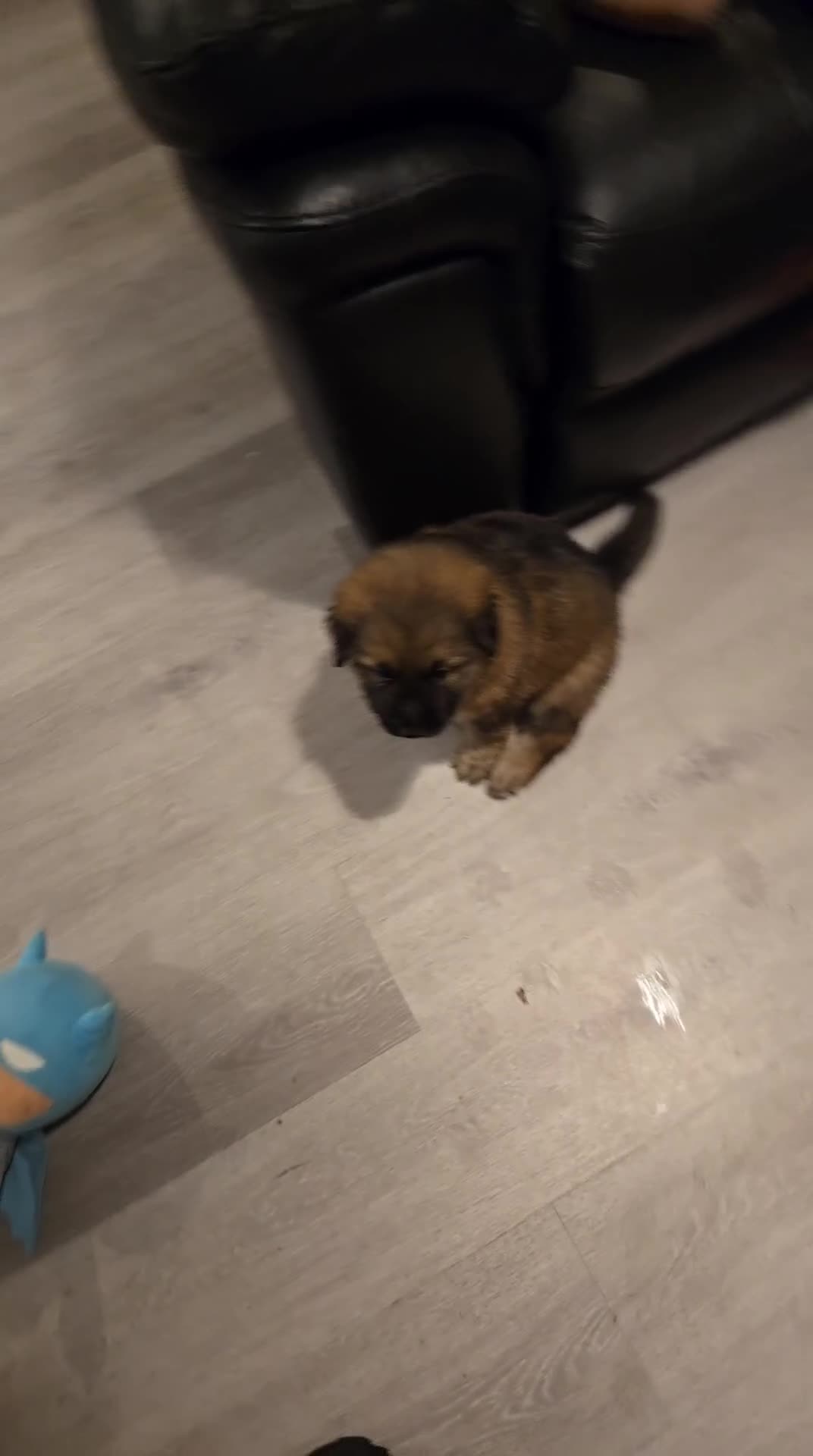 Sheprador dogs for sale: Beutiful male shepradors  - Video 2