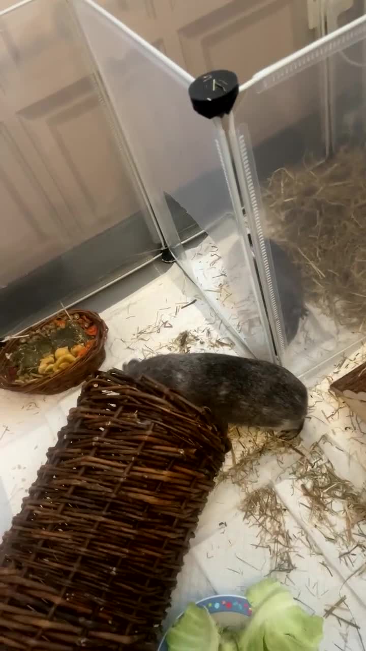 Guinea Pig rodents for sale: 2 boy guinea pigs (son and dad) - Video 2