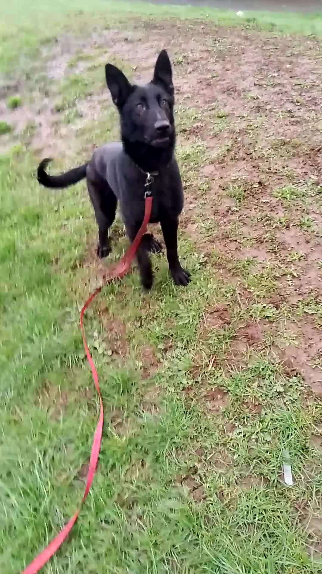 German Shepherd dogs for sale: Bitch German shepherd  - Video 2