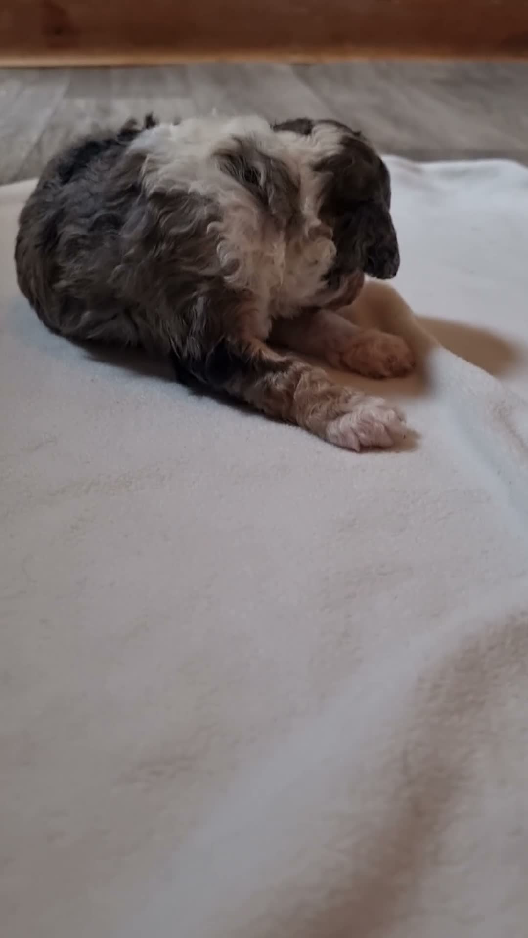 Toy Poodle dogs for sale: Merl toy poodle  - Video 2