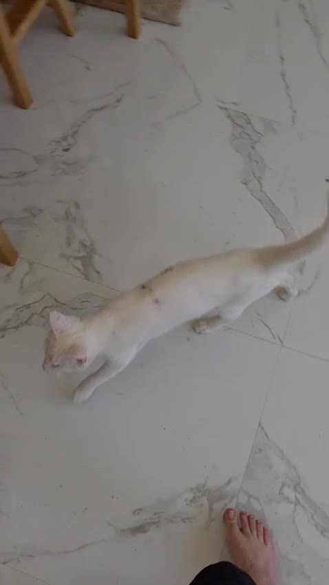 Domestic Shorthair cats for adoption: Cotton eye Joe - Video 1