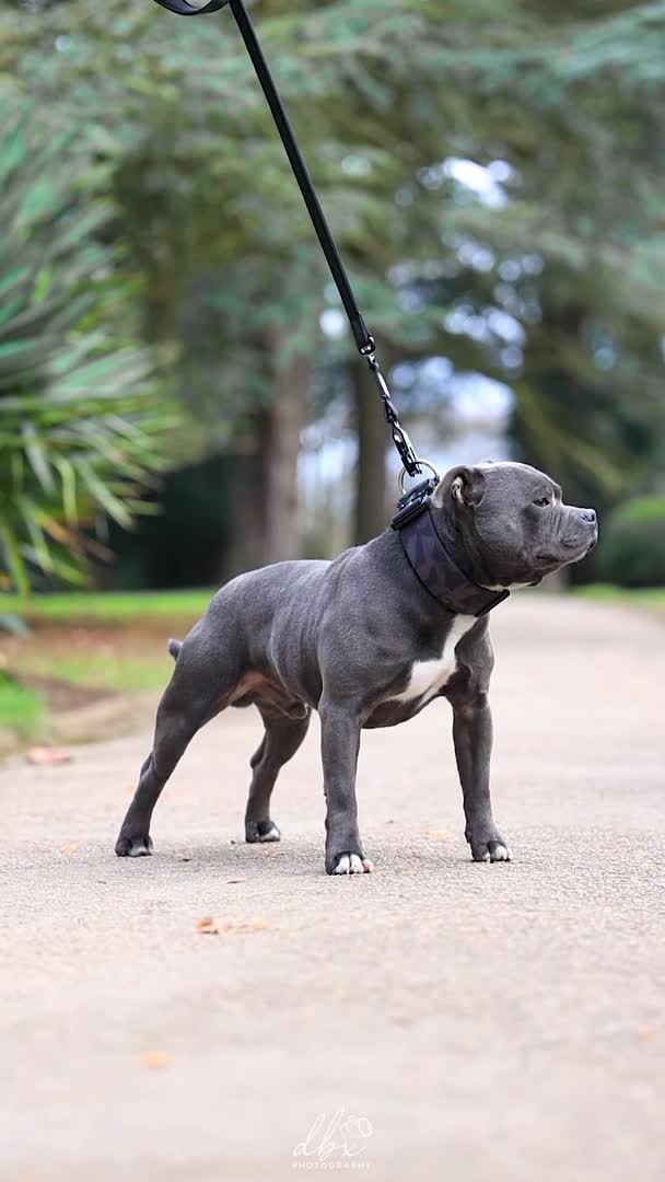 Staffordshire Bull Terrier dogs for stud: NARCOS! THE U.K’s FINEST STAFFY AVAILABLE NOW! in Nottingham - Video 2