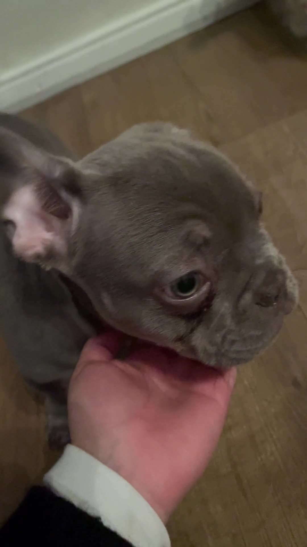 French Bulldog dogs for sale: £650 French bulldog  - Video 3